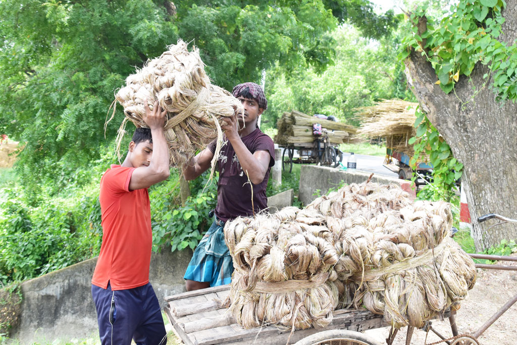 জাগ দেওয়ার পর পাটের আঁশ ছাড়ানো হয়েছে। তারপর সেই পাটের আঁশ ভ্যানে করে শুকানোর জন্য বাড়ি নিয়ে যাচ্ছেন কৃষকেরা। পবা উপজেলার হড়গ্রাম ইউনিয়নের ফুতকিপাড়া এলাকা, রাজশাহী, ৩১ জুলাই ২০২৩। ছবি: মিলন শেখ।