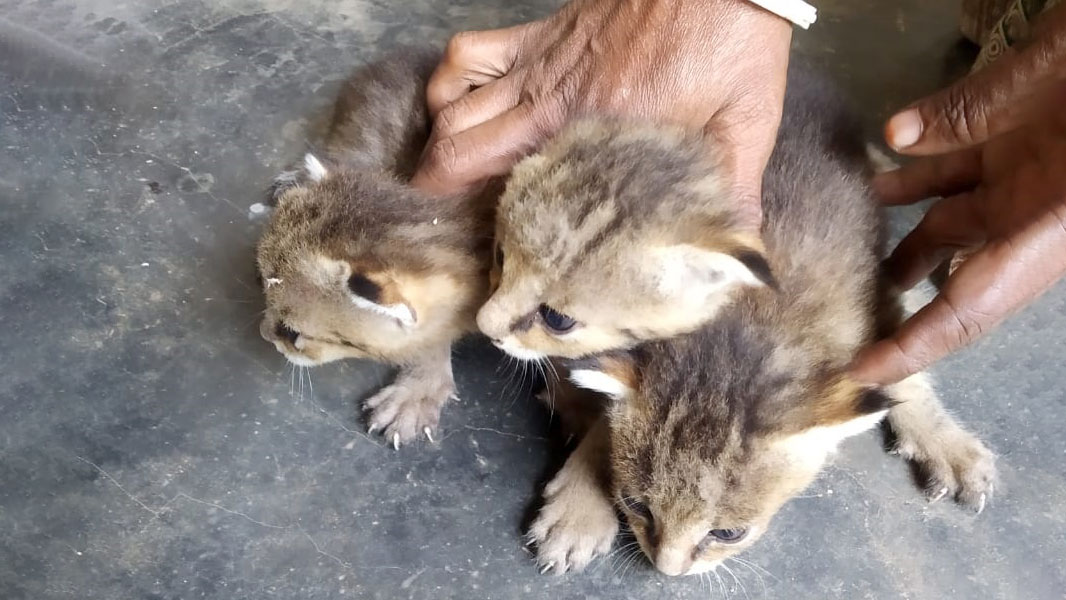 মেছো বিড়ালের ৩টি ছানা ফিরল মায়ের কোলে