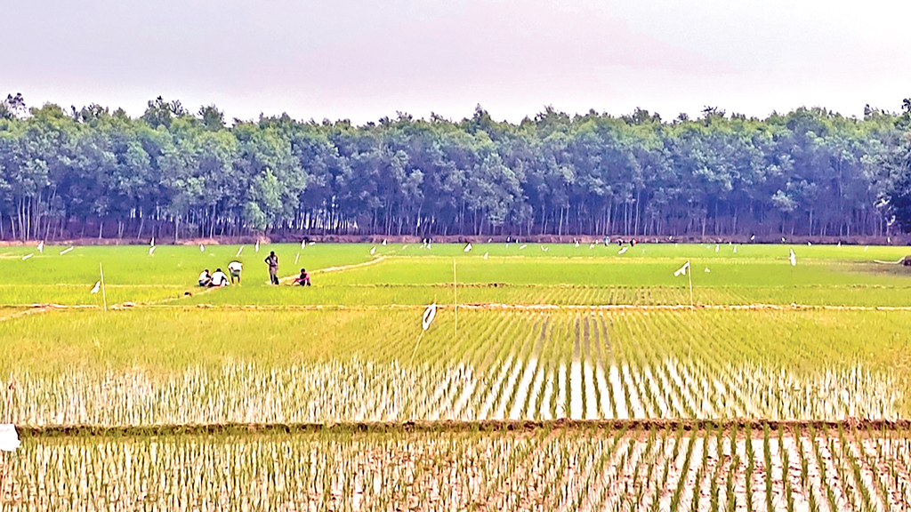 ফসল রক্ষার পলিথিনে উর্বরতা নষ্টের শঙ্কা