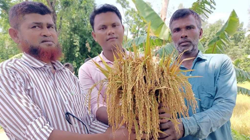 নীলফামারীতে নতুন জাতের ধান, খুশি কৃষক