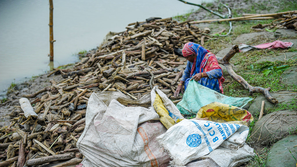 ভারতের উত্তর সিকিমে তিস্তা নদীর চুংথাং ড্যাম ক্ষতিগ্রস্ত হওয়ায় হঠাৎ বন্যা দেখা দেয়। পানিতে ভেসে আসে বিভিন্ন জিনিসপত্র। এর মধ্যে আছে লাল চন্দন গাছের অনেক গুঁড়ি। এগুলো বাড়িতে নিয়ে যাওয়ার জন্য জড়ো করেছেন এক নারী। গঙ্গাচড়া উপজেলার গঙ্গাচড়া সদর ইউনিয়নের একটি এলাকা, রংপুর, ৮ অক্টোবর ২০২৩। ছবি: আব্দুর রহিম পায়েল।