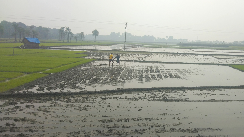 পাটকেলঘাটায় চাষাবাদে গরুর ব্যবহার কমছে