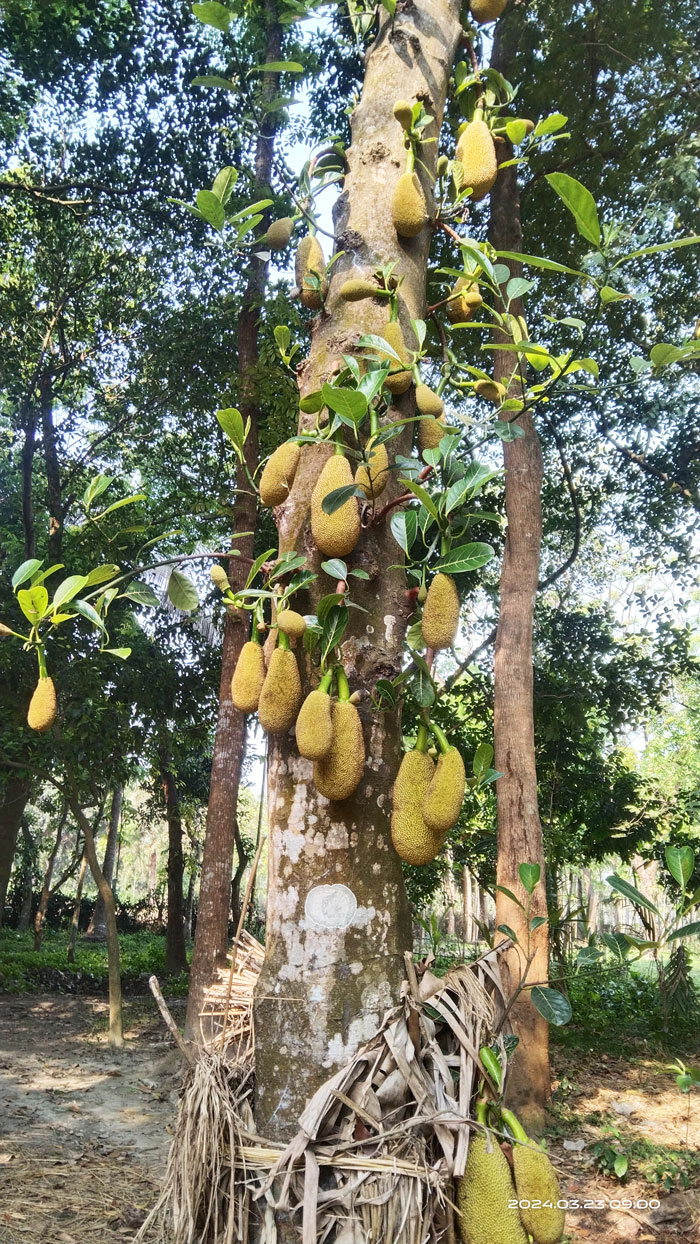 সামনে কাঁঠাল পাকার মৌসুম। পাটকেলঘাটার গাছে গাছে ঝুলছে ছোট-বড় কাঁঠাল। আমতলাডাঙ্গা বাগান থেকে তোলা, সাতক্ষীরা, ২৩ মার্চ ২০২৪। ছবি মুজিবুর রহমান