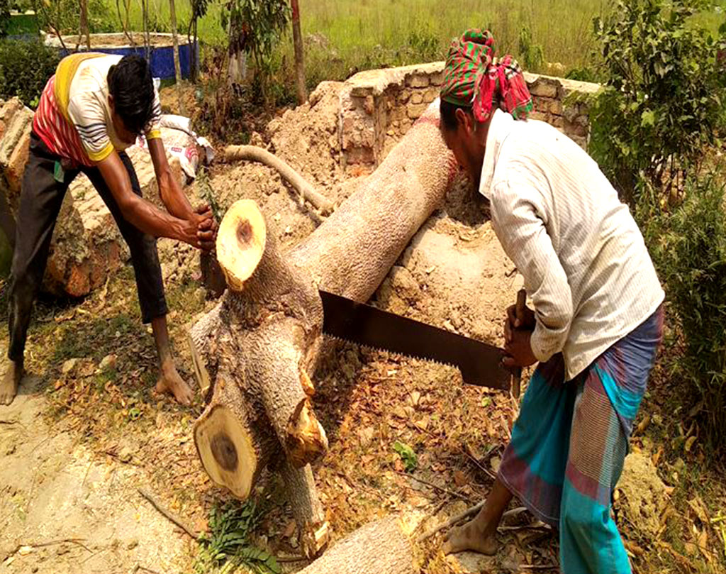 বন্ধ ক্যাম্পাসে কর্তৃপক্ষের বৃক্ষনিধন