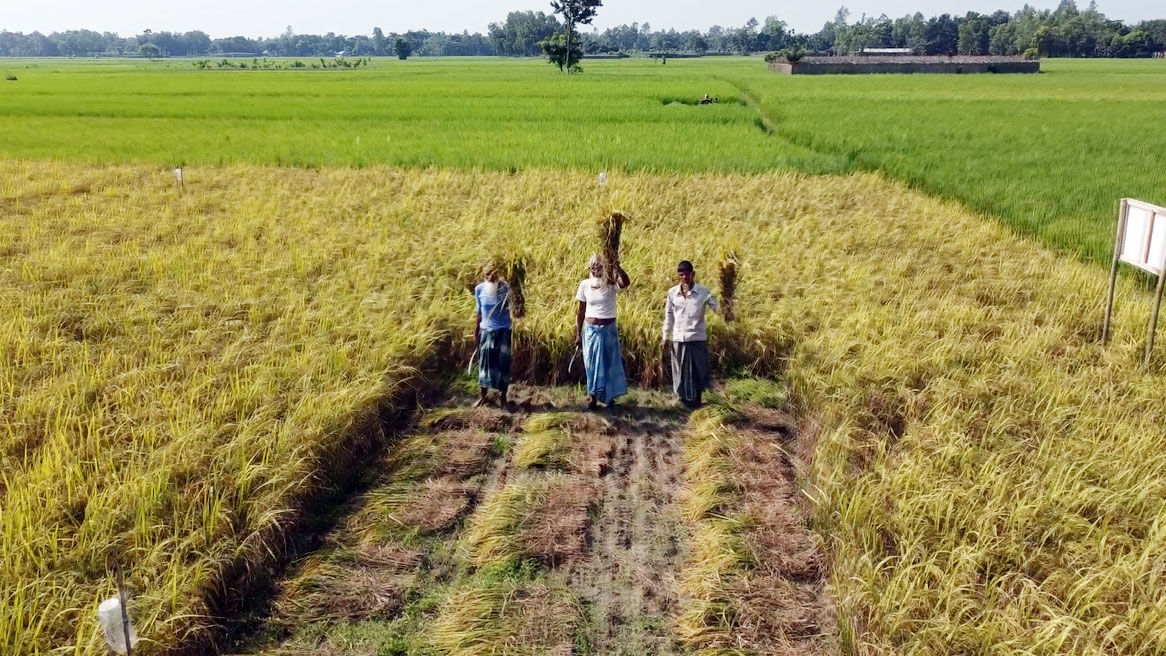 ১১০ দিনেই কৃষকের ঘরে বিনা-১৭ ধান