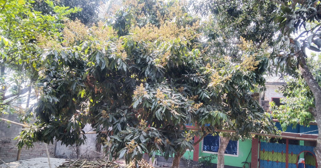 গাছে গাছে শোভা পাচ্ছে লিচুর মুকুল। পাটকেলঘাটায় পুটিয়াখালী থেকে তোলা, সাতক্ষীরা, ২৫ মার্চ ২০২৪। ছবি: মুজিবুর রহমান।