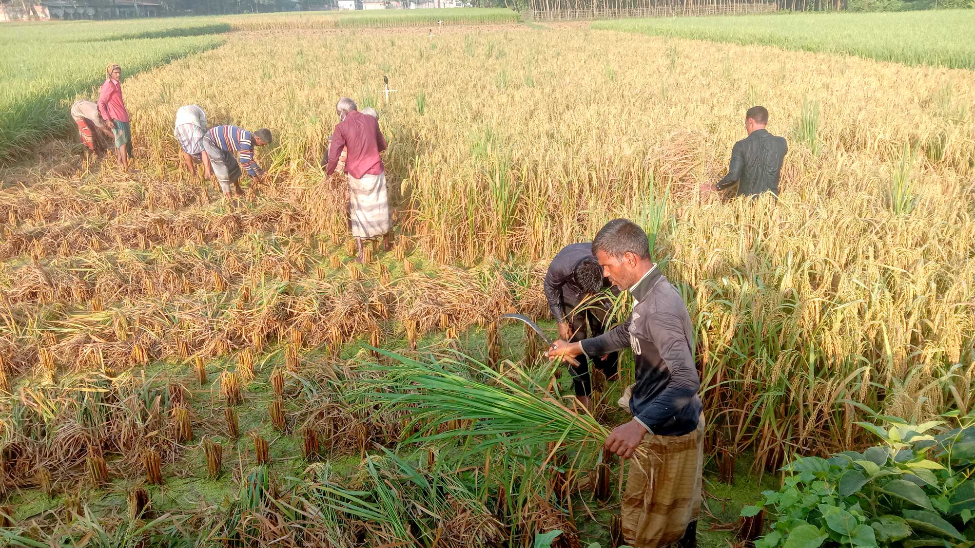 ৩ মাসে ৫ হাজার কোটি টাকার কৃষিঋণ বিতরণ