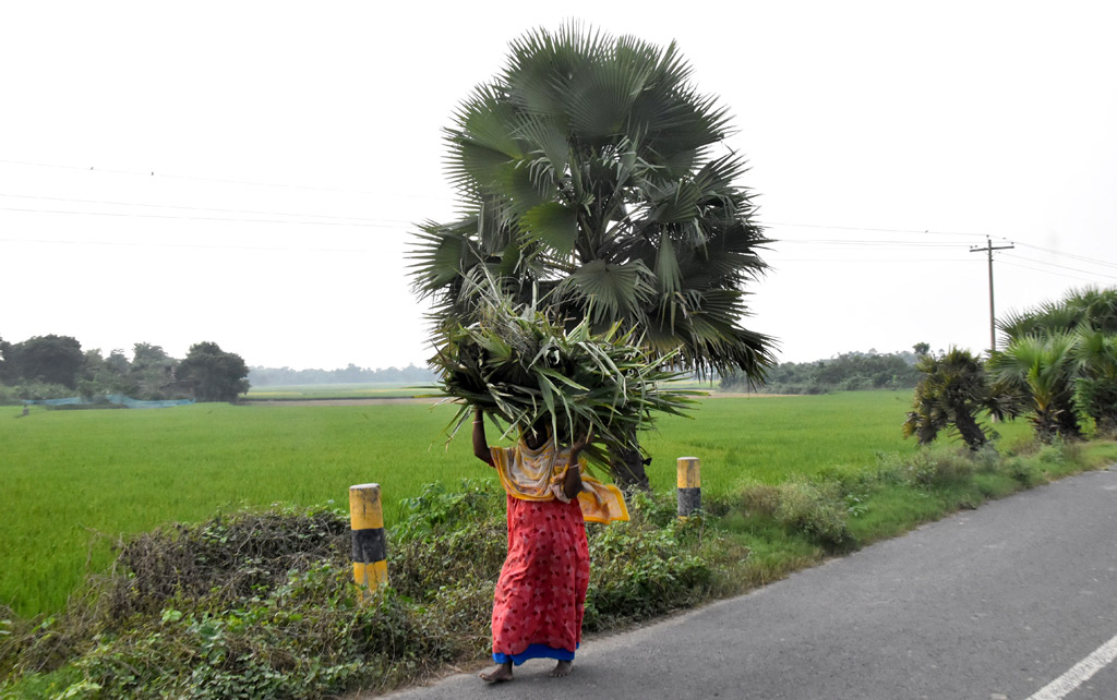 রাস্তার পাশেই লাগানো হয়েছে তালগাছ। সেই তাল গাছের পাতা কেটে মাথায় করে নিয়ে যাচ্ছেন এক নারী। এগুলো শুকিয়ে রান্নার কাজে ব্যবহার করবেন। গোদাগাড়ী উপজেলার দেওপাড়া ইউনিয়ন পলাশবাড়ীর রোড থেকে তোলা, রাজশাহী, ২৩ অক্টোবর ২০২৪। ছবি: মিলন শেখ