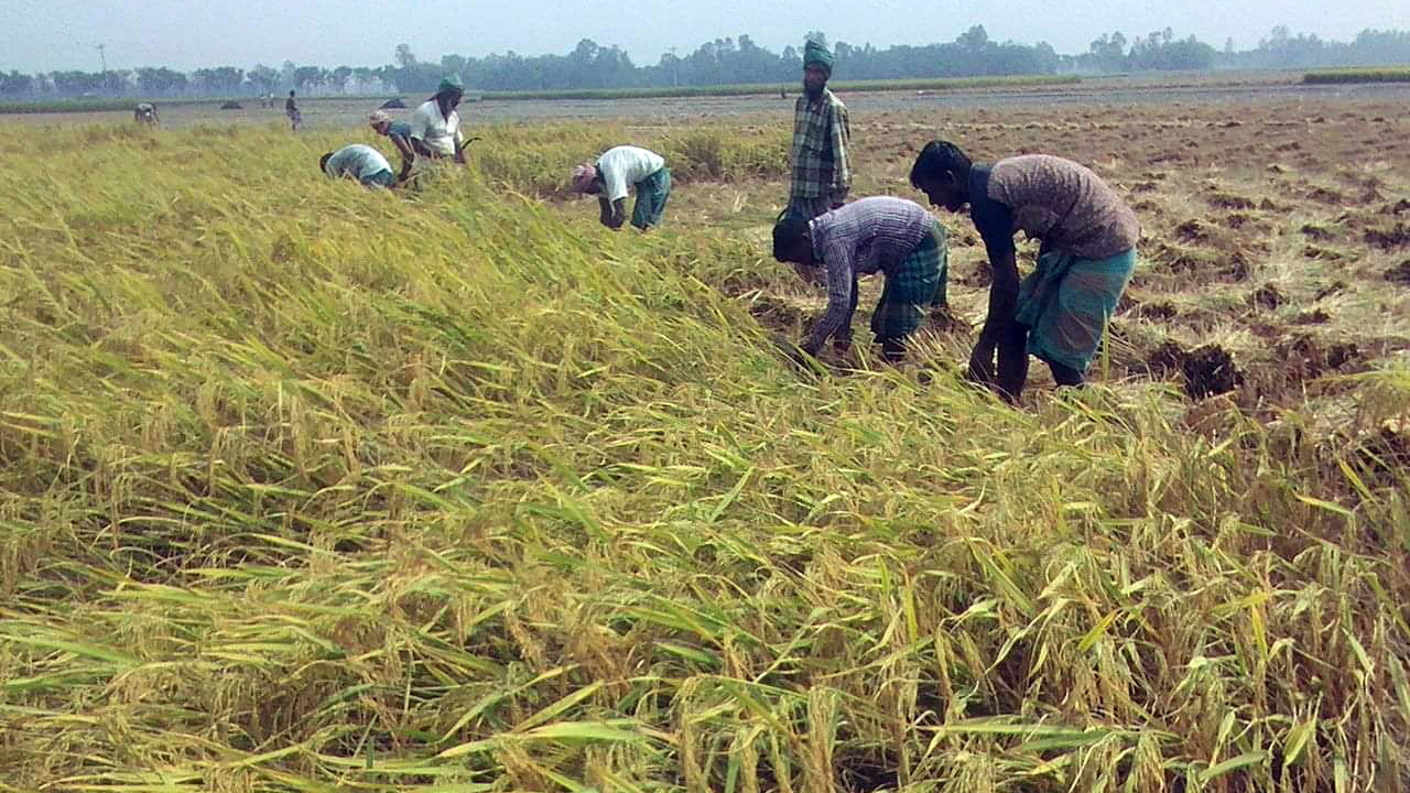 ধান কাটা শুরু, খুশি কৃষক