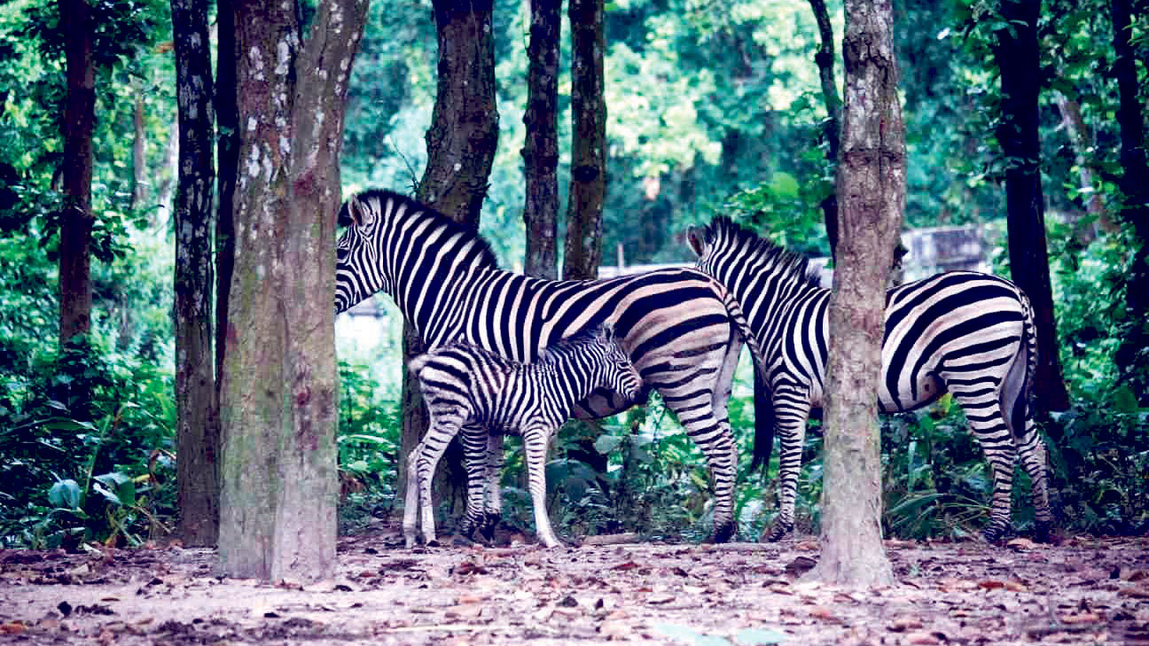 জেব্রা পরিবারে নতুন সদস্য