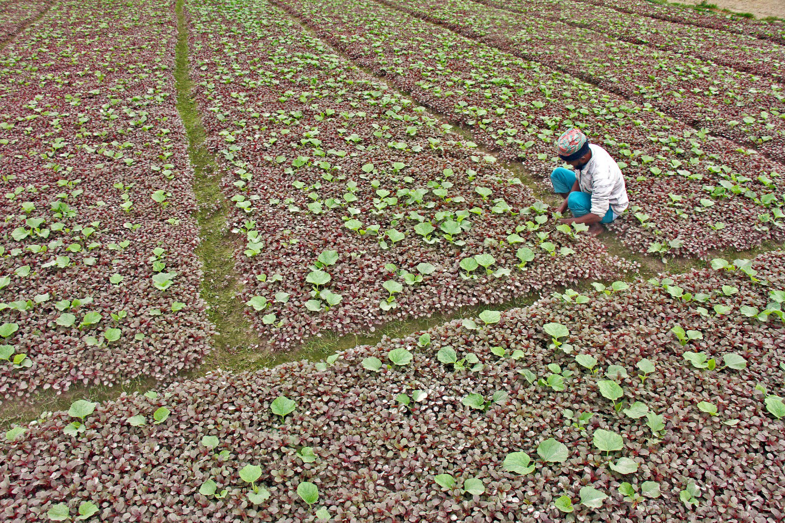 শীত শেষে সাভারের হেমায়েতপুর এলাকায় ফসলের মাঠ থেকে অবশিষ্ট সবজি সংগ্রহ করছেন কৃষকেরা। ছবি: আজকের পত্রিকা