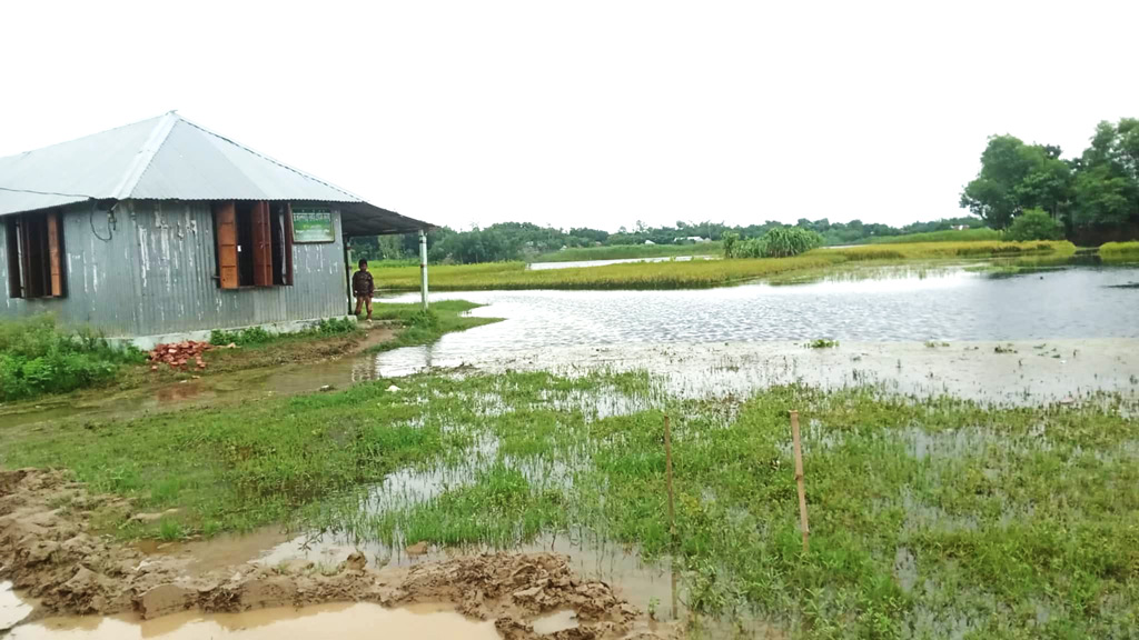 চোখ রাঙাচ্ছে পদ্মা, বন্যার আতঙ্কে দৌলতপুরের নদীপাড়ের মানুষ