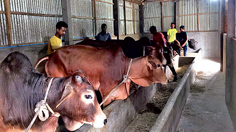 প্রবাসীর খামারে কর্মসংস্থান বেকার যুবকদের