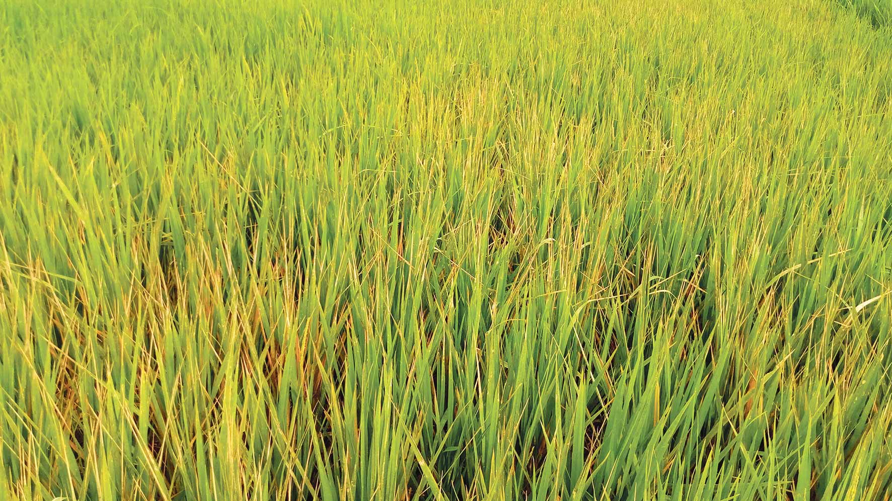 পোকায় ফিকে কৃষকের স্বপ্ন