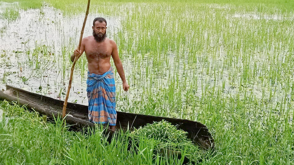 শাহরাস্তিতে হারিয়ে যাচ্ছে তালের নৌকা