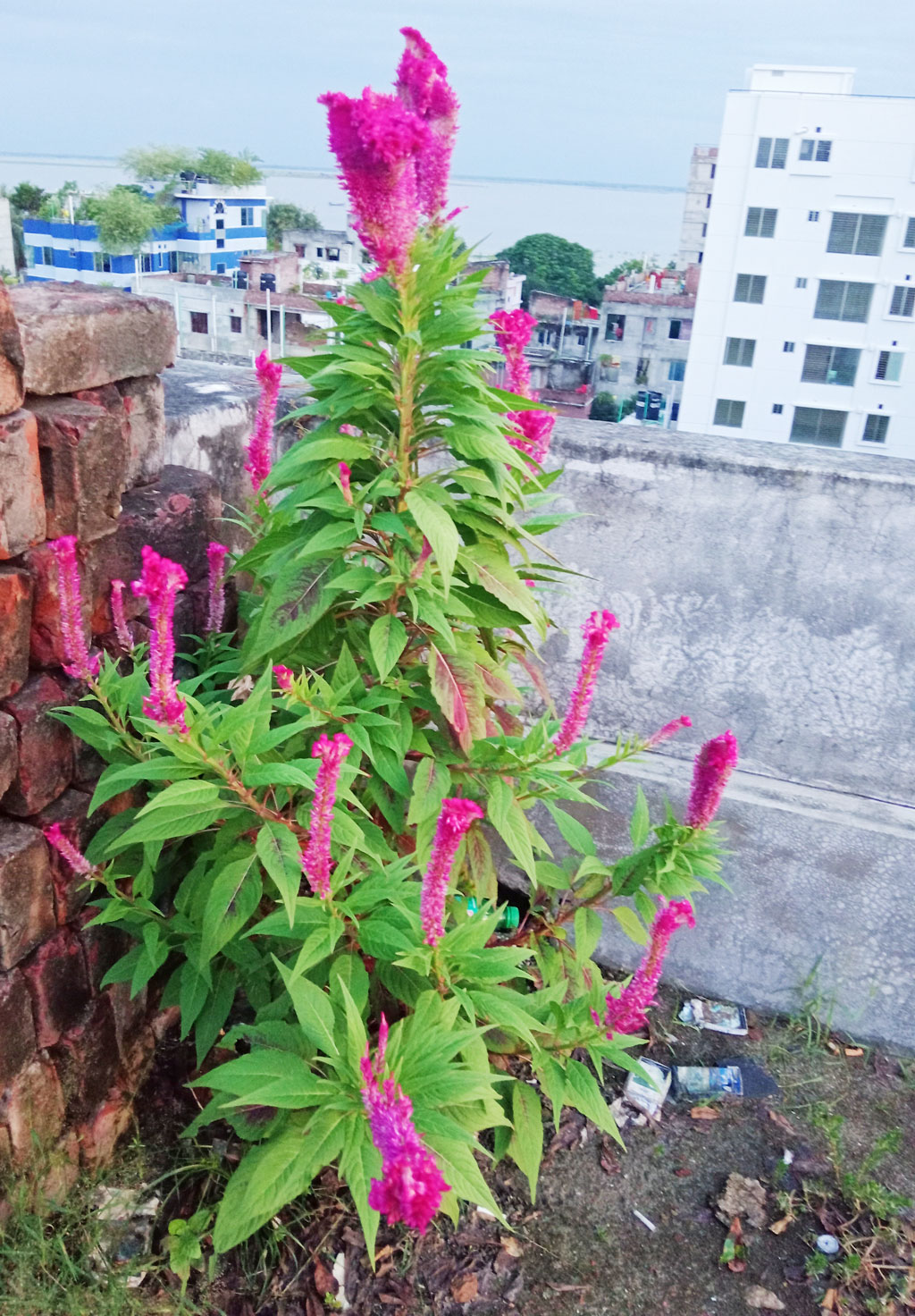 দেখতে মোরগের মাথার ঝুঁটি মতো হওয়ায় এর নাম মোরগ ফুল। মোরগ ঝুঁটি কিংবা লালমুর্গা নামেও পরিচিত কোথাও কোথাও। নগরীর আলুপট্টি মোড়ের একটি মার্কেটের ছাদ থেকে তোলা, রাজশাহী, ৬ সেপ্টেম্বর ২০২৪। ছবি: মিলন শেখ