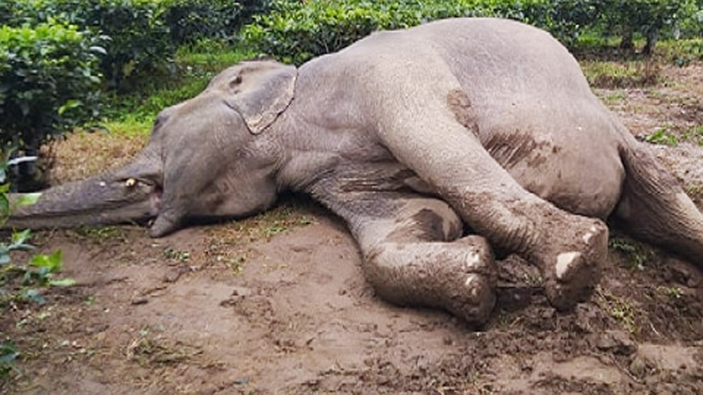 কক্সবাজারে এক বছরে ৭টি বুনো হাতির মৃত্যু