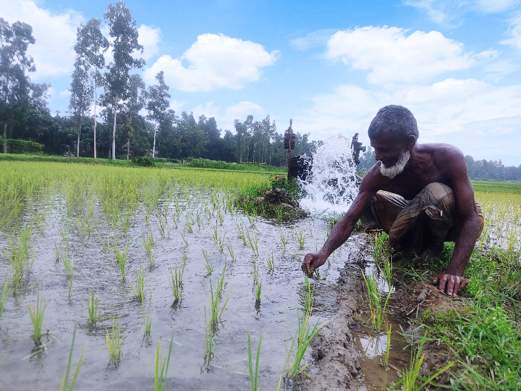 বোরো মৌসুমে লোডশেডিং, সেচ নিয়ে বিপাকে কৃষক