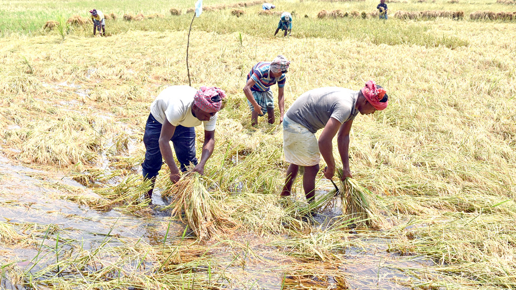 বোরোতে লোকসানের আশঙ্কা