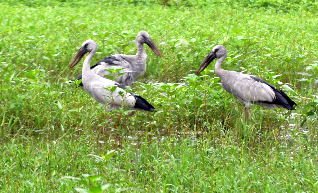 বৃষ্টির পানি জমেছে মাঠে। সেখানে কেঁচো, পোকামাকড়সহ নানা খাবারের সন্ধানে নেমেছে শামুকখোল পাখি । রাজশাহী বিশ্ববিদ্যালয় এলাকার একটি মাঠ, রাজশাহী, ২৭ সেপ্টেম্বর ২০২৩। ছবি: মিলন শেখ