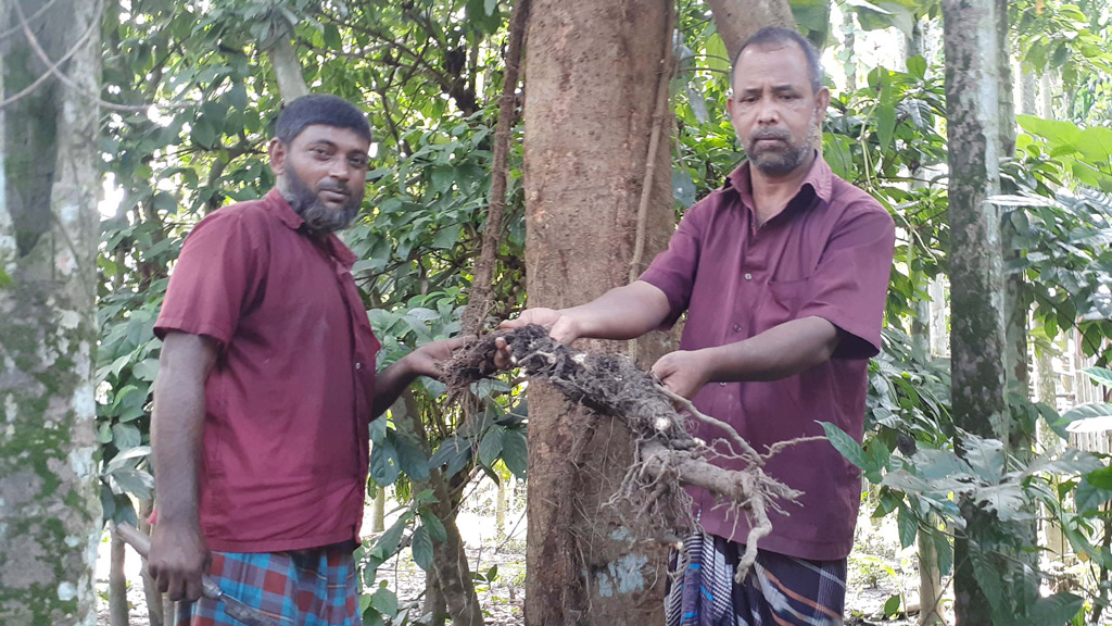 চুই চাষে নতুন আশা