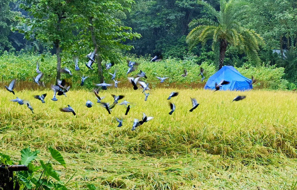 মাঠে পাকতে শুরু করেছে ধান। ঝাঁক বেধে সেই ধান খেতে এসেছে কবুতর। দু-একটা উড়ে যাচ্ছে, আবার আসছে ফিরে। সুনসান মাঠে কবুতরের ডানা ঝাপটানো আর বাকবাকুম শব্দে মুখরিত চারপাশ। রাথুরা গ্রাম, বানিয়াজুরী ইউনিয়ন, ঘিওর উপজেলা, মানিকগঞ্জ, ১ অক্টোবর। ছবি: আব্দুর রাজ্জাক
