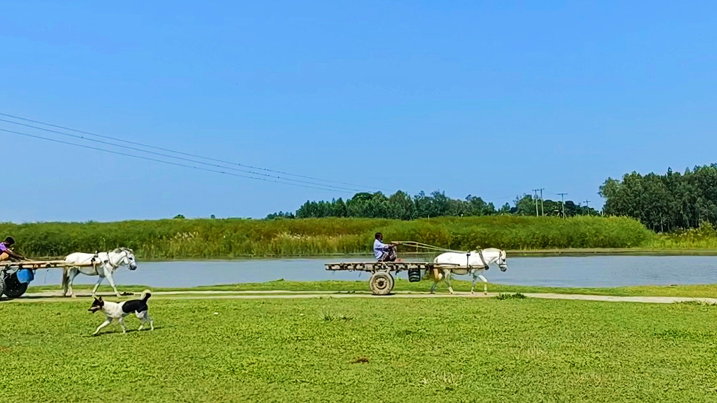 পুরাতন ধলেশ্বরী নদীর ক্ষীণ স্রোতধারার পাশের পথ দিয়ে চলছে দুটি ঘোড়ার গাড়ি। নৌকায় করে আনা পণ্য ঘিওর হাটে নেওয়ার জন্য যাচ্ছে এগুলো। ঘিওরের কুস্তা এলাকা, মানিকগঞ্জ, ১১ অক্টোবর ২০২৩। ছবি: আব্দুর রাজ্জাক