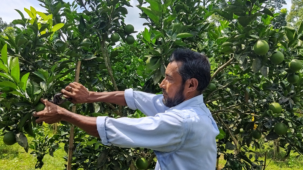 মাল্টা চাষে আগ্রহ বাড়ছে