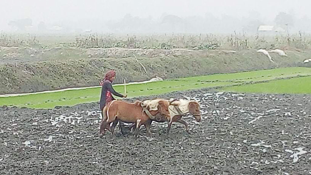 ঘোড়া দিয়ে হালচাষ