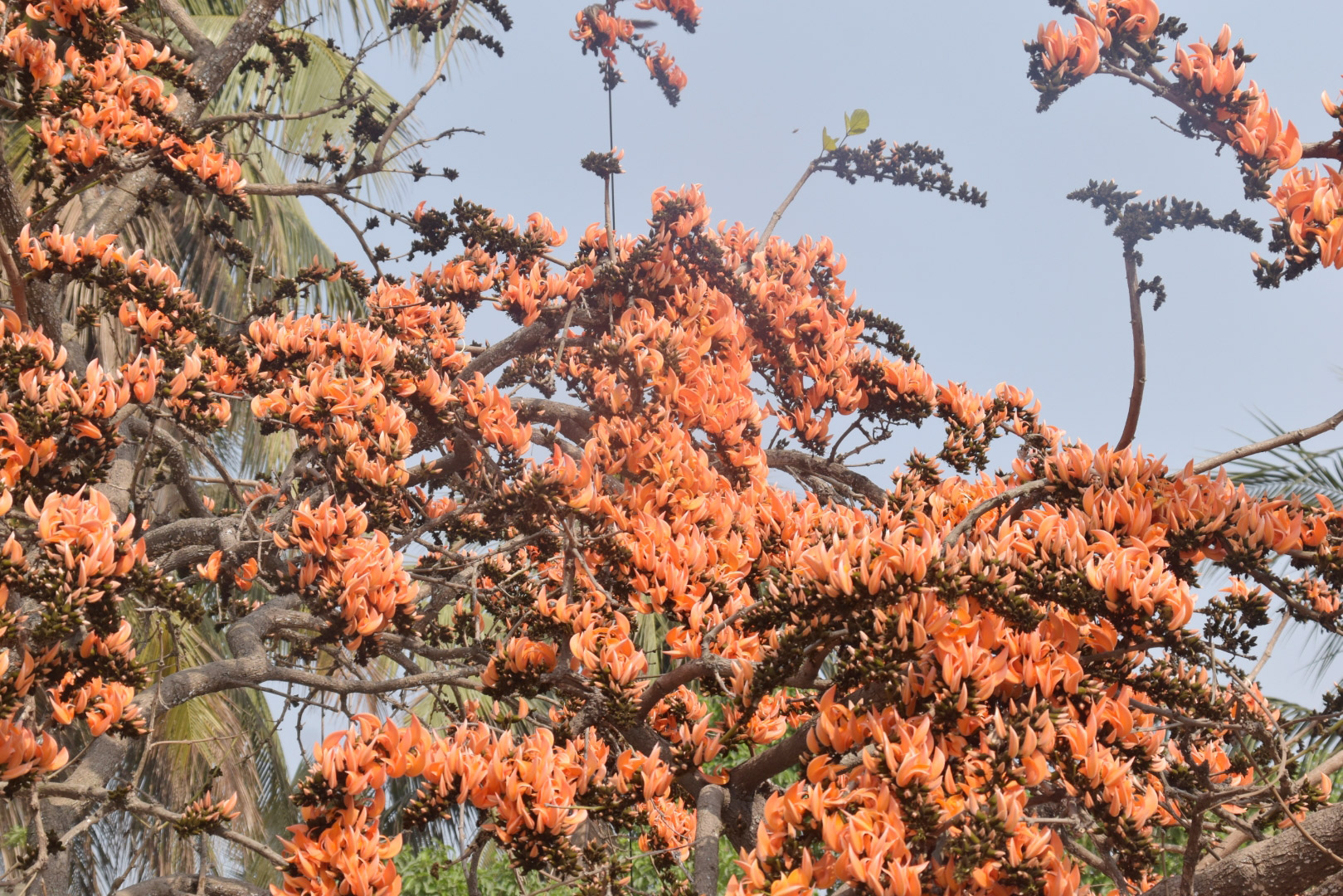 আগুনঝরা পলাশ ফুল জানান দিচ্ছে প্রকৃতিতে আগমন ঘটছে বসন্তের। বুলনপুর, রাজশাহী, ৩১ জানুয়ারি, ২০২৩। ছবি: মিলন শেখ