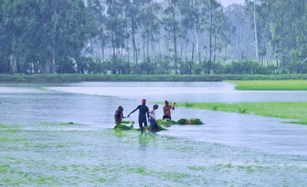 কয়েক দিনের ভারী বৃষ্টিতে তলিয়ে গেছে ধানখেত, বীজতলা। নিজেদের রুটি-রুজির অবলম্বন রক্ষার চেষ্টা করছেন কৃষকেরা। ১৭ সেপ্টেম্বর ২০২৪, মানিকগঞ্জের ঘিওর থেকে তোলা। ছবি: আব্দুর রাজ্জাক