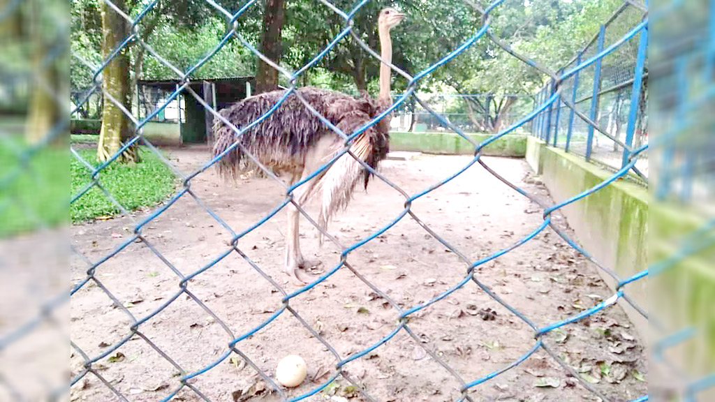 আবার ডিম স্ত্রী উটপাখির সঙ্গীর অভাবে বাচ্চা ফোটেনি