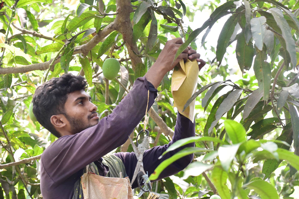 চলছে শেষ মুহূর্তের পরিচর্যা। কিছুদিন পরেই বাজারে মিলবে আম। তেরোখাদিয়া, রাজশাহী, ৬ মে ২০২৩। ছবি: মিলন শেখ