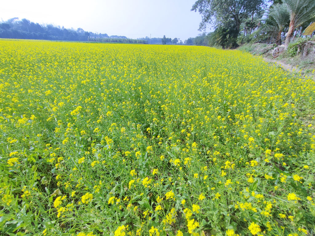 দিনের ছবি (০৪ ডিসেম্বর, ২০২২)