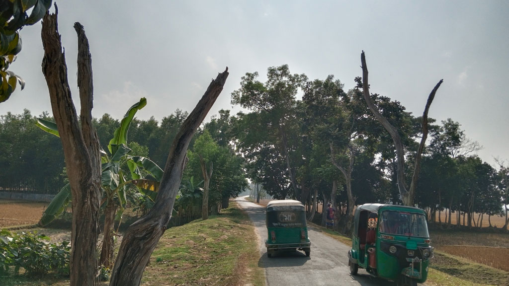 সড়কের পাশের মরা গাছ কাটার উদ্যোগ নেই