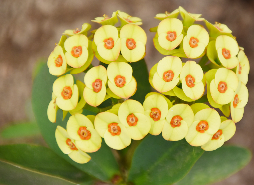 সাদা, হলুদ, গোলাপি, লাল এমন নানা রঙের হয় কাঁটা মুকুট বা ইউফরবিয়া মিলি ফুল। এদের আদি নিবাস মাদাগাস্কার দ্বীপে। হলুদ কাঁটা মুকুট ফুল ফুটে থাকতে দেখা যায় নগরীর ঘোড়ামারা এলাকায়, রাজশাহী, ১৩ এপ্রিল ২০২৪। ছবি: মিলন শেখ