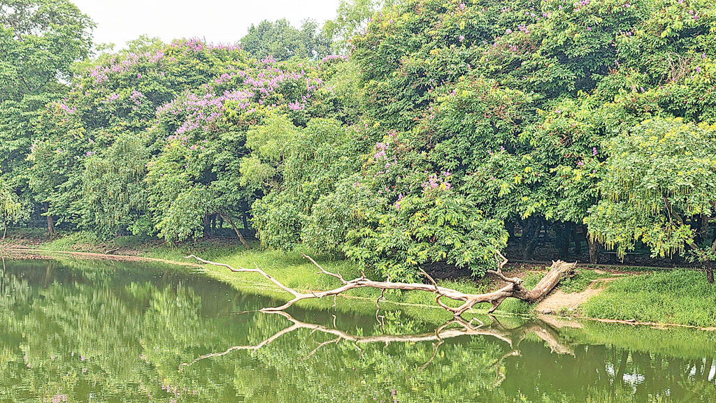 দেশের উদ্ভিদ সম্পদ সুরক্ষায় সাত সুপারিশ