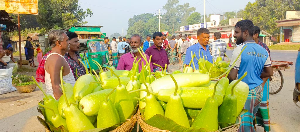 আগাম শীতকালীন সবজির সরবরাহ বেড়েছে বাজারে। কৃষক উৎপাদিত লাউ ভ্যান গাড়িতে করে হাটে বিক্রি করতে নিয়ে আসে। ভ্যান ঘিরে ক্রেতাদের ভিড়। ঢাকা-সিলেট মহাসড়কের পাশে দড়িকান্দি এলাকা, নরসিংদী, ৭ নভেম্বর ২০২৪ । ছবি: হারুনূর রশিদ