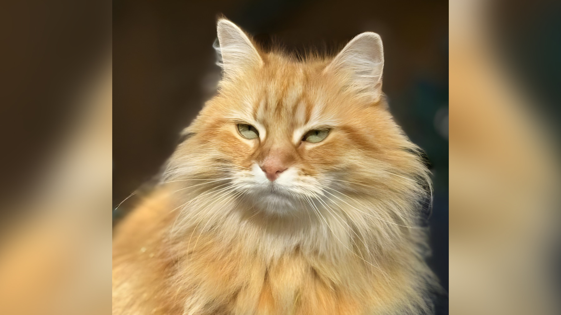 তারেক রহমানের সঙ্গে দেশে এল জেবুও