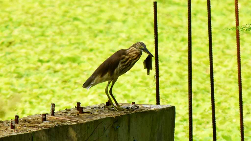 কচুরিপানায় ভরপুর পুকুর থেকে মাছ শিকার করেছে একটি বক। ওটা মুখে নিয়ে উড়ে এসে বসেছে যুত হয়ে। এই খাওয়ার পালা শুরু করল বলে। রাজশাহী সরকারি মহিলা কলেজের একটি পুকুর থেকে তোলা, রাজশাহী, ১৬ অক্টোবর ২০২৪। ছবি: মিলন শেখ