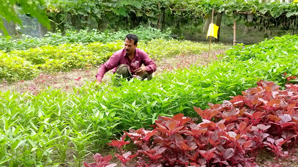 সাড়া ফেলেছে প্রদীপের পারিবারিক পুষ্টিবাগান