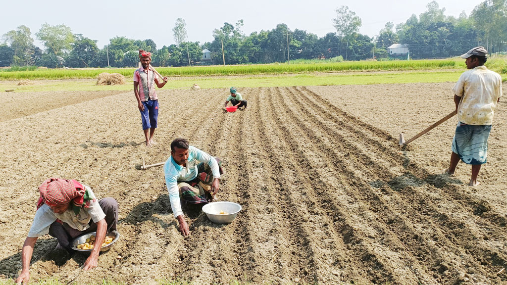 ঘিওরে মিশ্র আবাদে বেশি লাভের আশা কৃষকের