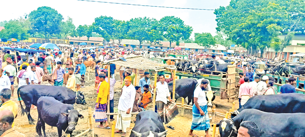 দুই বিদ্যালয়ের এক মাঠ তাতেও বসে গরুর হাট