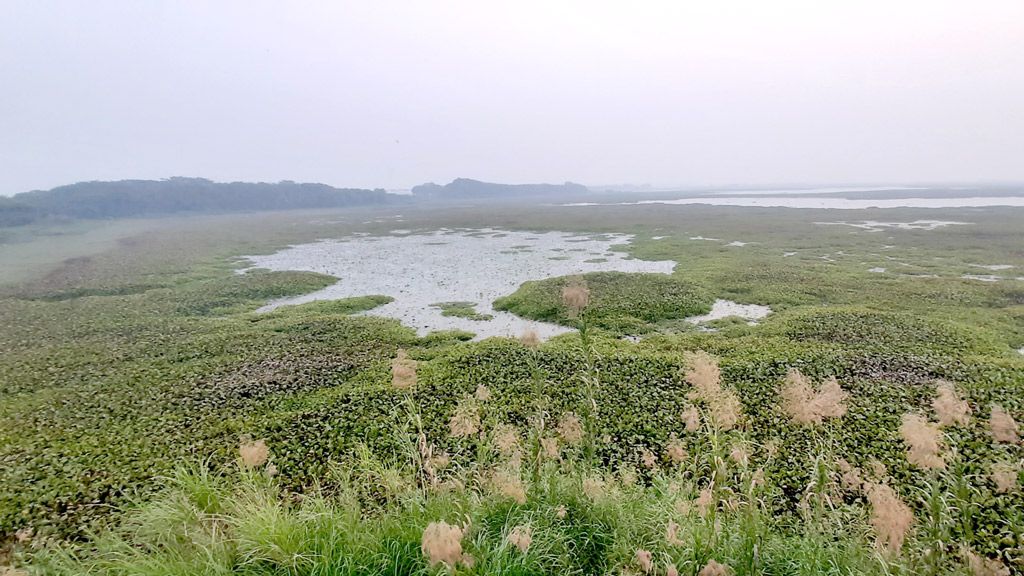 হাইল হাওরে কমেছে পরিযায়ী পাখি