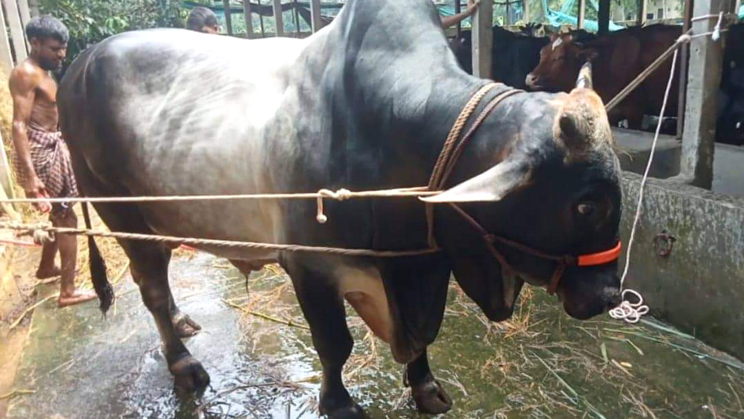 ১১ শ কেজি ‘বিগ বস’র দাম ১৫ লাখ টাকা