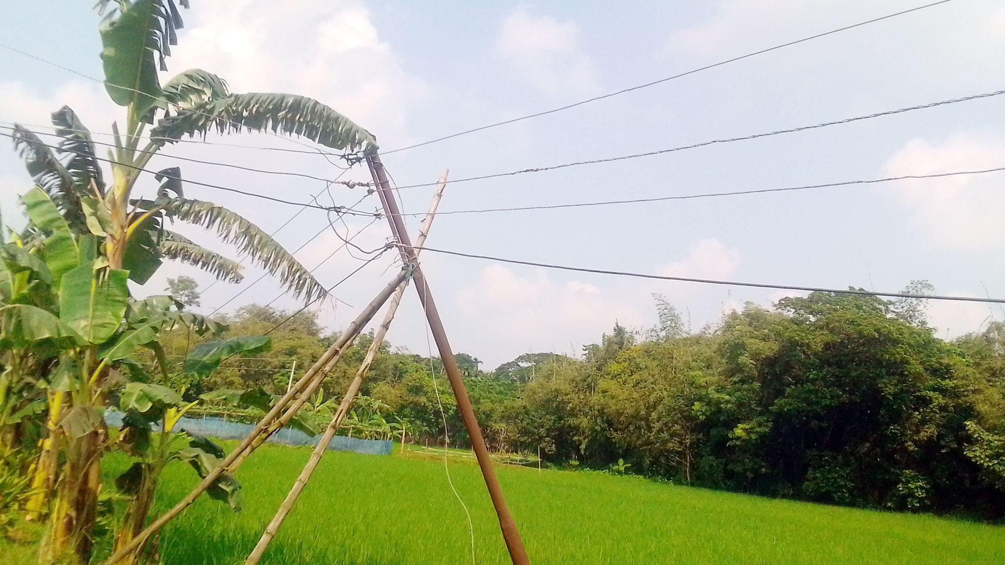 বাঁশে তারের মরণফাঁদ