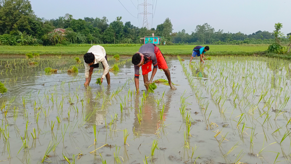 সকাল সকাল আউশের জমি তৈরি ও সারবেধে ভাবে ধানের চারা রোপণে ব্যস্ত কৃষকেরা। রায়পুরার পূর্ব হরিপুর গ্রামের মাঠ থেকে তোলা, নরসিংদী, ৮ জুন ২০২৪। ছবি: হারুনূর রশিদ
