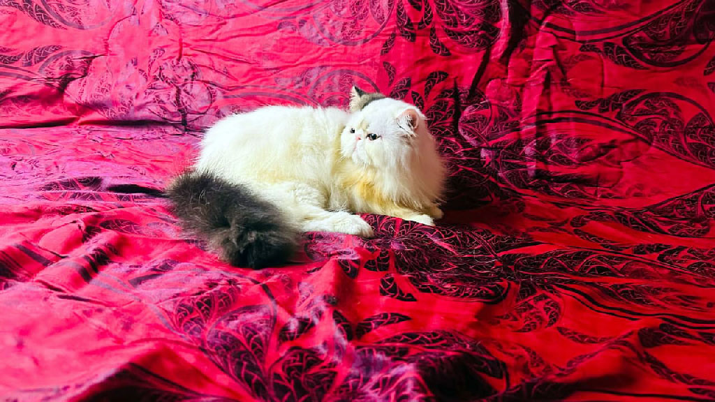 ৬২ হাজার টাকায় কেনা বিড়াল অসুস্থ, বিক্রেতাকে নোটিশ