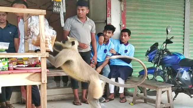 ক্ষুধার তাড়নায় দোকানে ঢুকে খাবার নেওয়ার চেষ্টা হনুমানটির