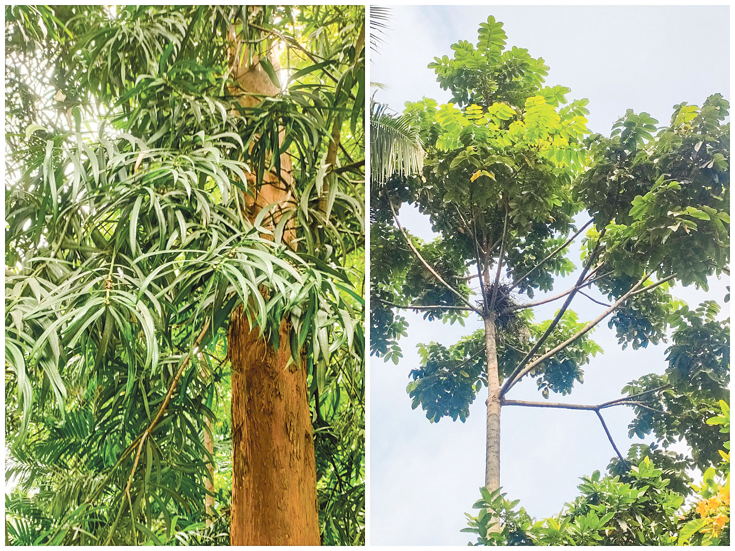 দেশের সংরক্ষিত উদ্ভিদ কতটা সংরক্ষিত